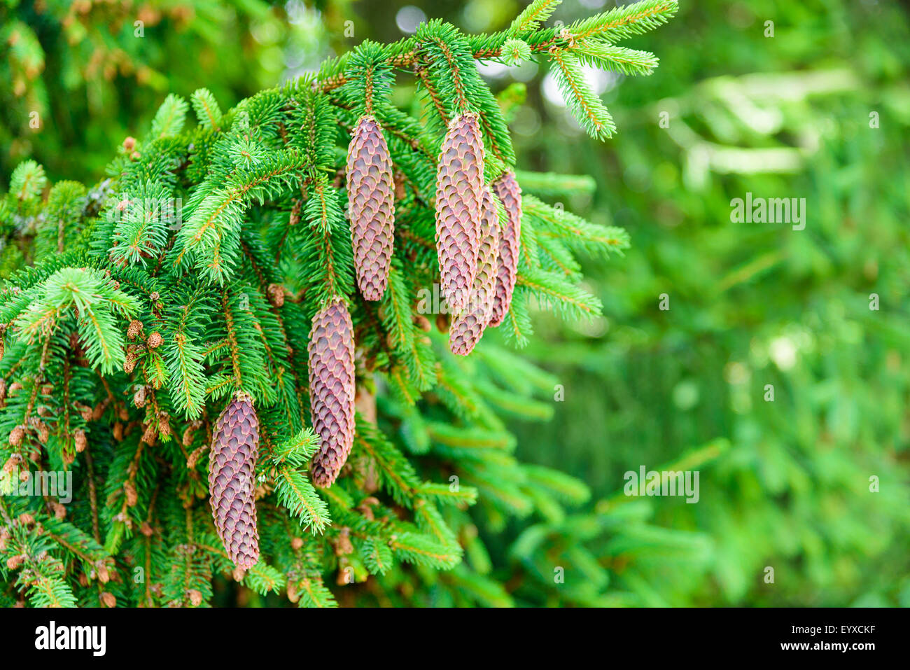 Spruce with cones Stock Photo