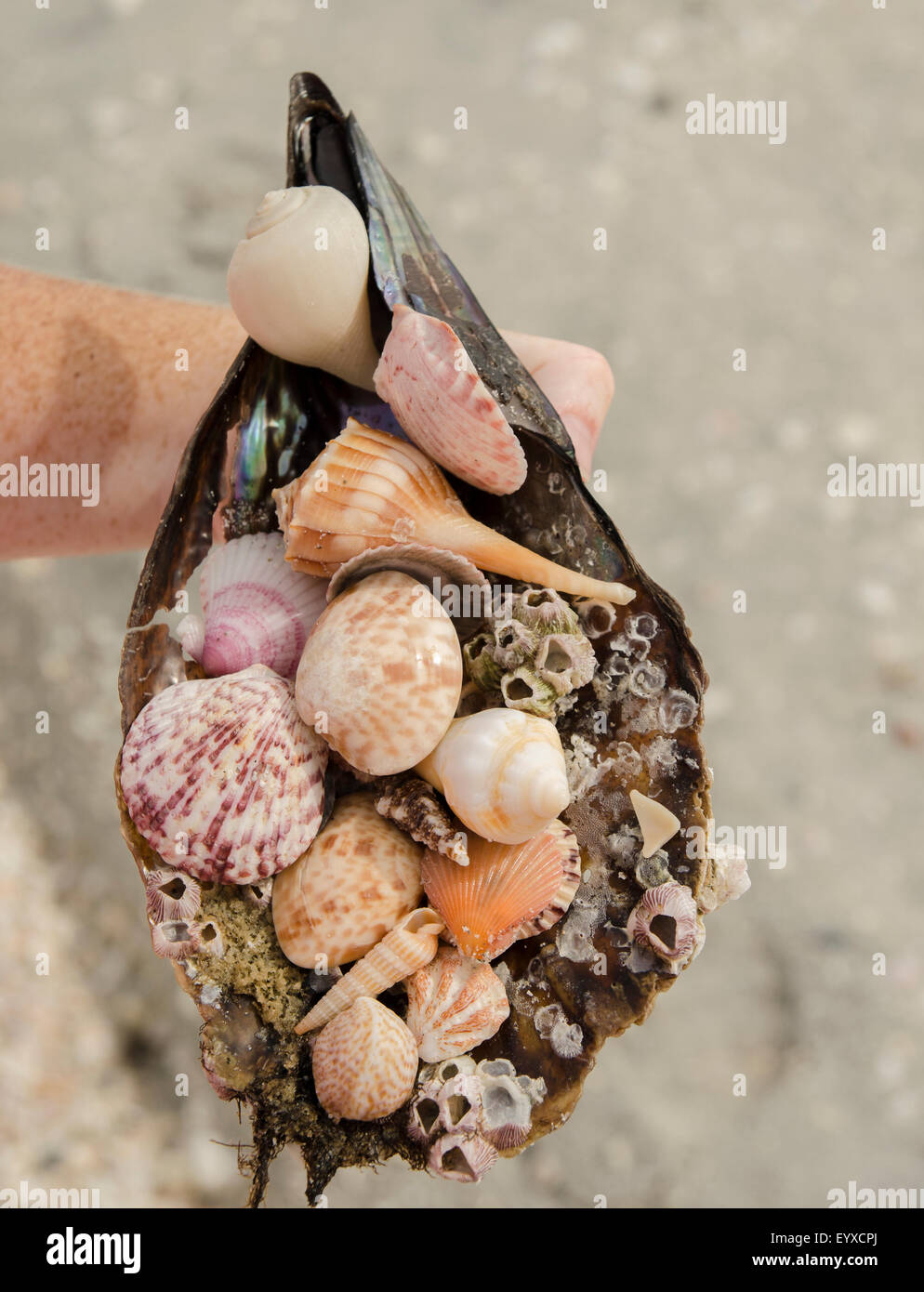 A handful of colorful sea shells, At Lovers Key State Park. Stock Photo