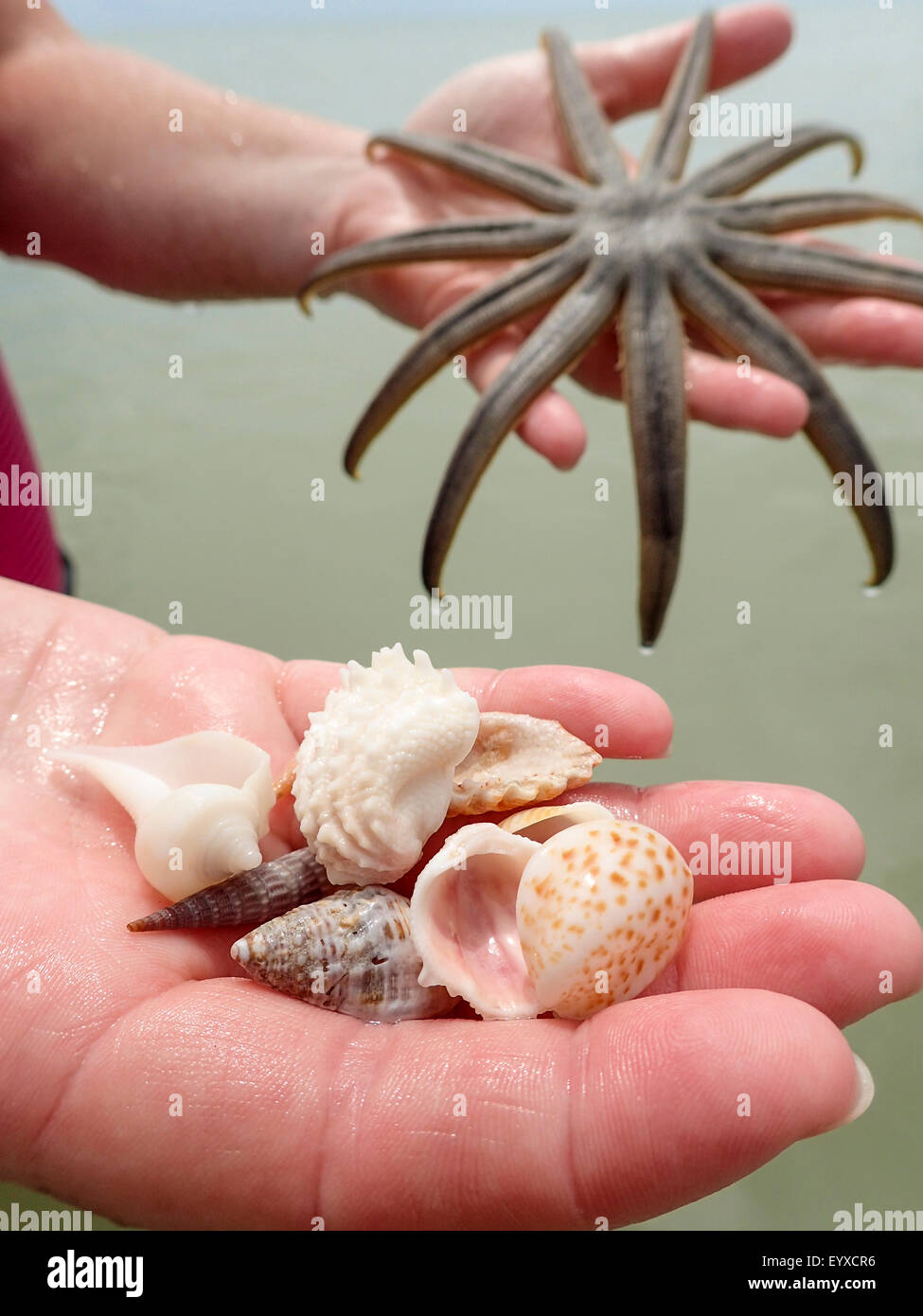 Shells and Star Fish at Lovers Key State Park Florida. Stock Photo