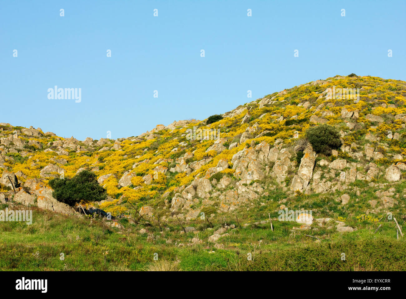 Field of bloomed (sp)Sarcopoterium spinosum bush field on a curvy hill, in spring time. Lemnos or Limnos island, Greece. Stock Photo