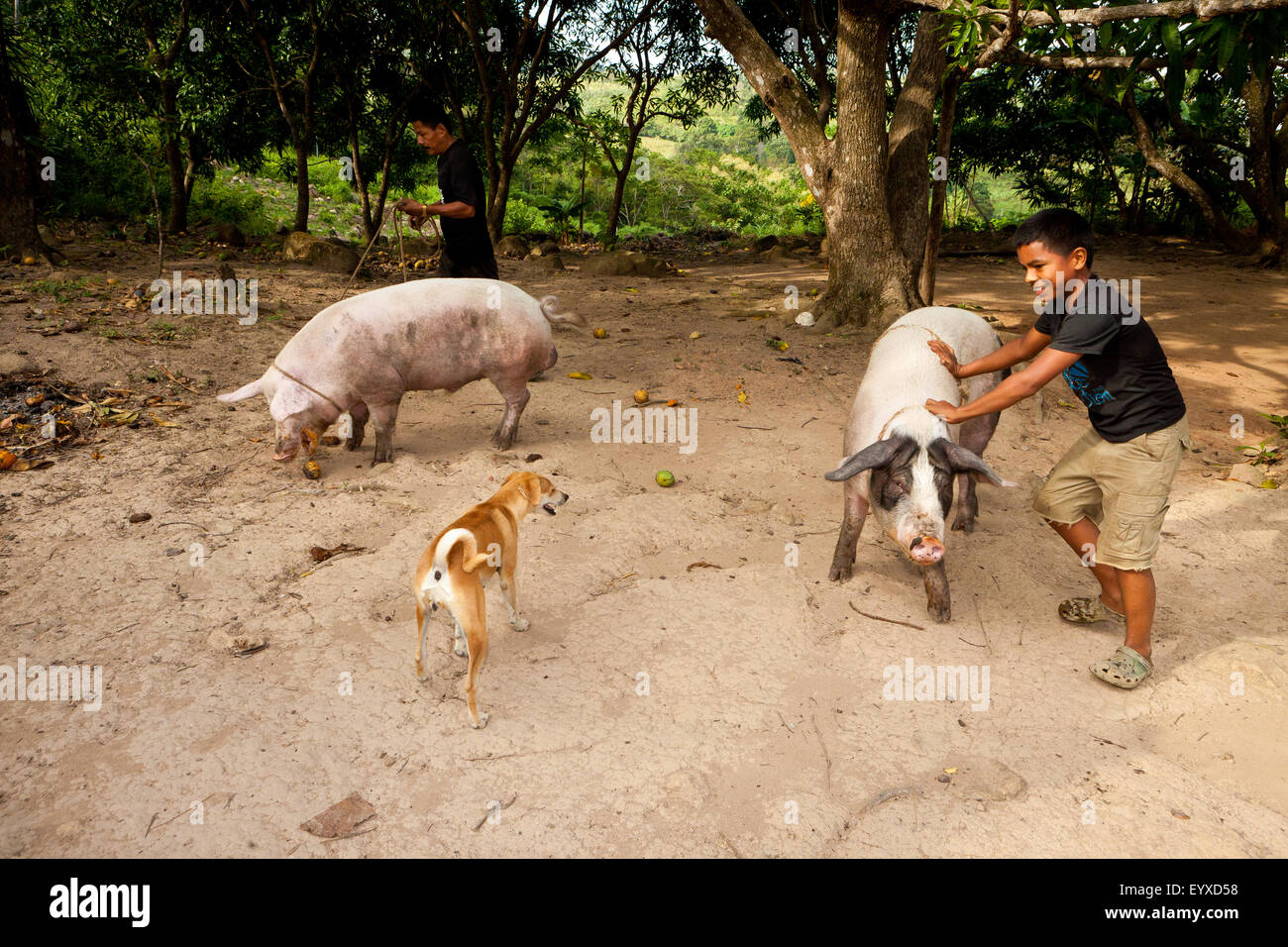 Coclé province, Republic of Panama, 4th August. 2015. A panamanian campesino family are working with two of the family's pigs, in the interior of the Coclé province, Republic of Panama, Central America. Stock Photo
