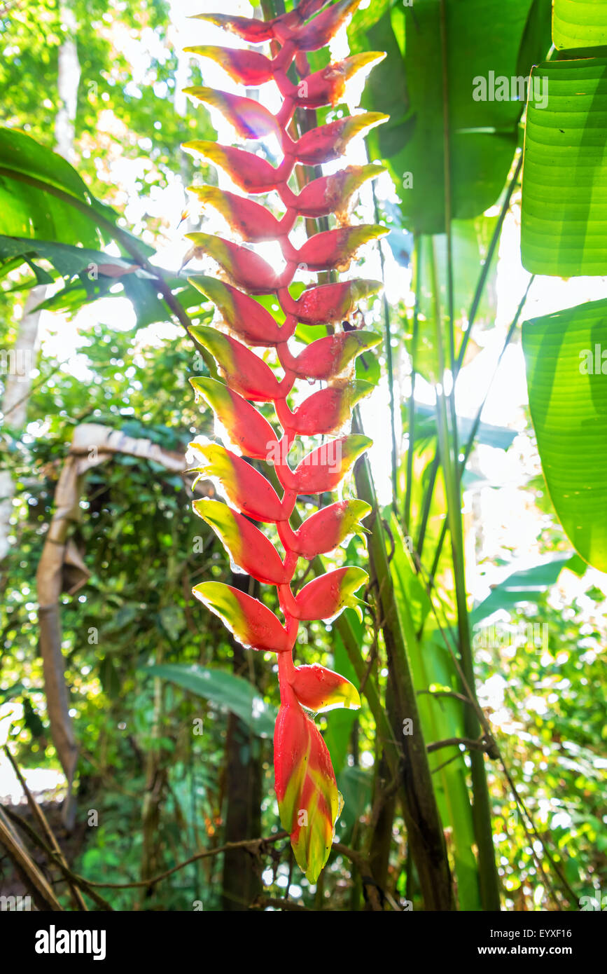 Heliconia flower in the Amazon rain forest near Iquitos, Peru Stock Photo