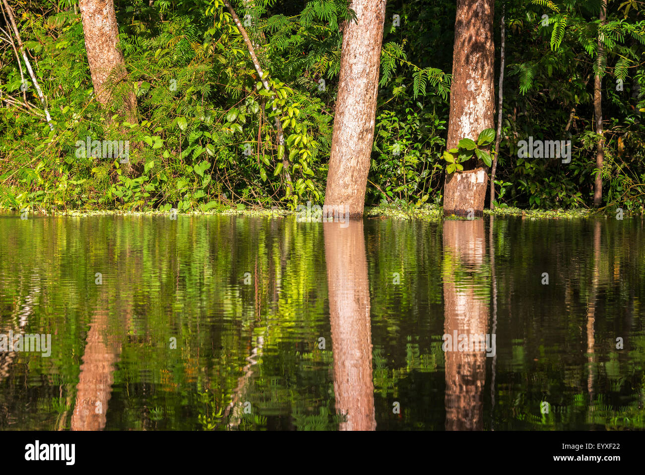 View of trees reflected in the Yanayacu River in the Amazon rain forest ...
