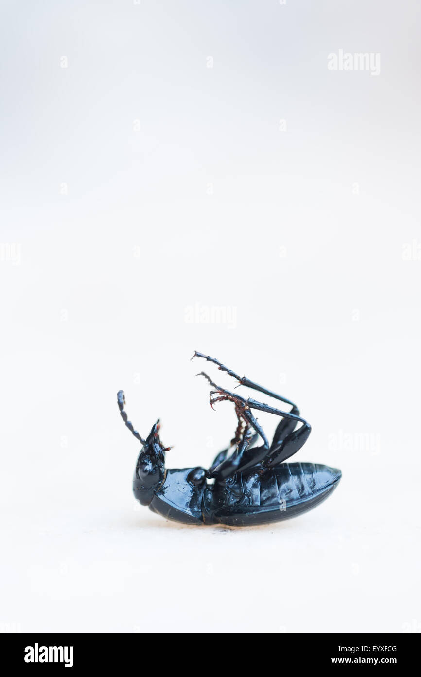Beetle needing help to get his feet back on the ground Stock Photo