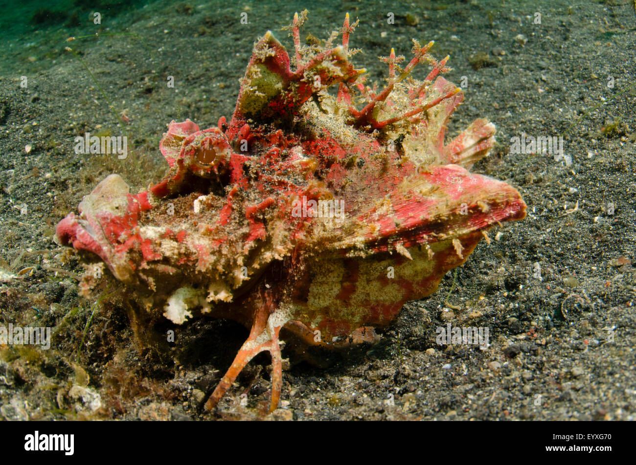 A pink spiny devilfish, Inimicus didactylus, Lembeh Strait, North Sulawesi, Indonesia, Pacific Ocean Stock Photo