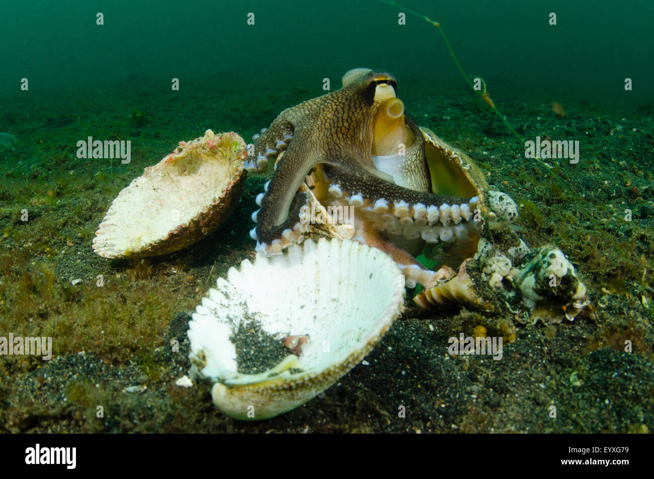 Coconut octopus and a collection of shells that it uses as a home, Amphioctopus marginatus, Lembeh Strait, North Sulawesi Stock Photo