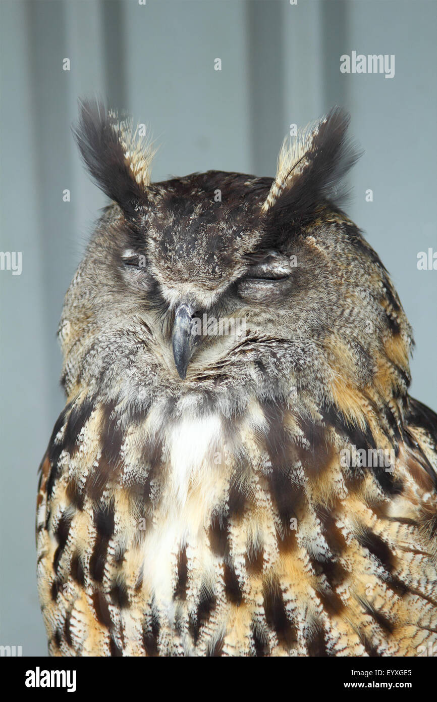 European Eagle Owl, Bubo Bubo sleeping in the Bird's Centre near Cambernould, Scotland, close up portrait Stock Photo