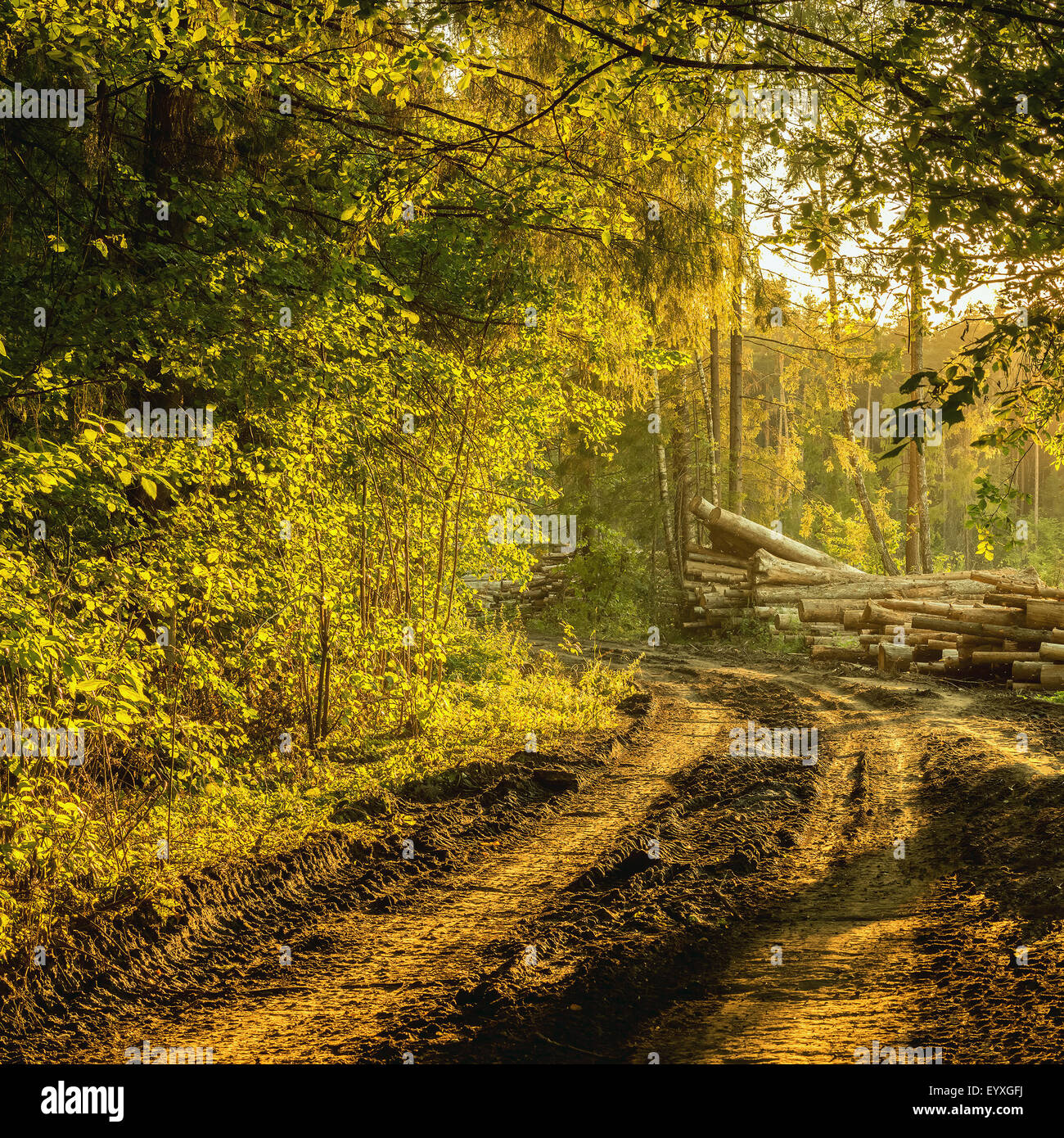 Timber by the road in the forest at sunset time Stock Photo - Alamy
