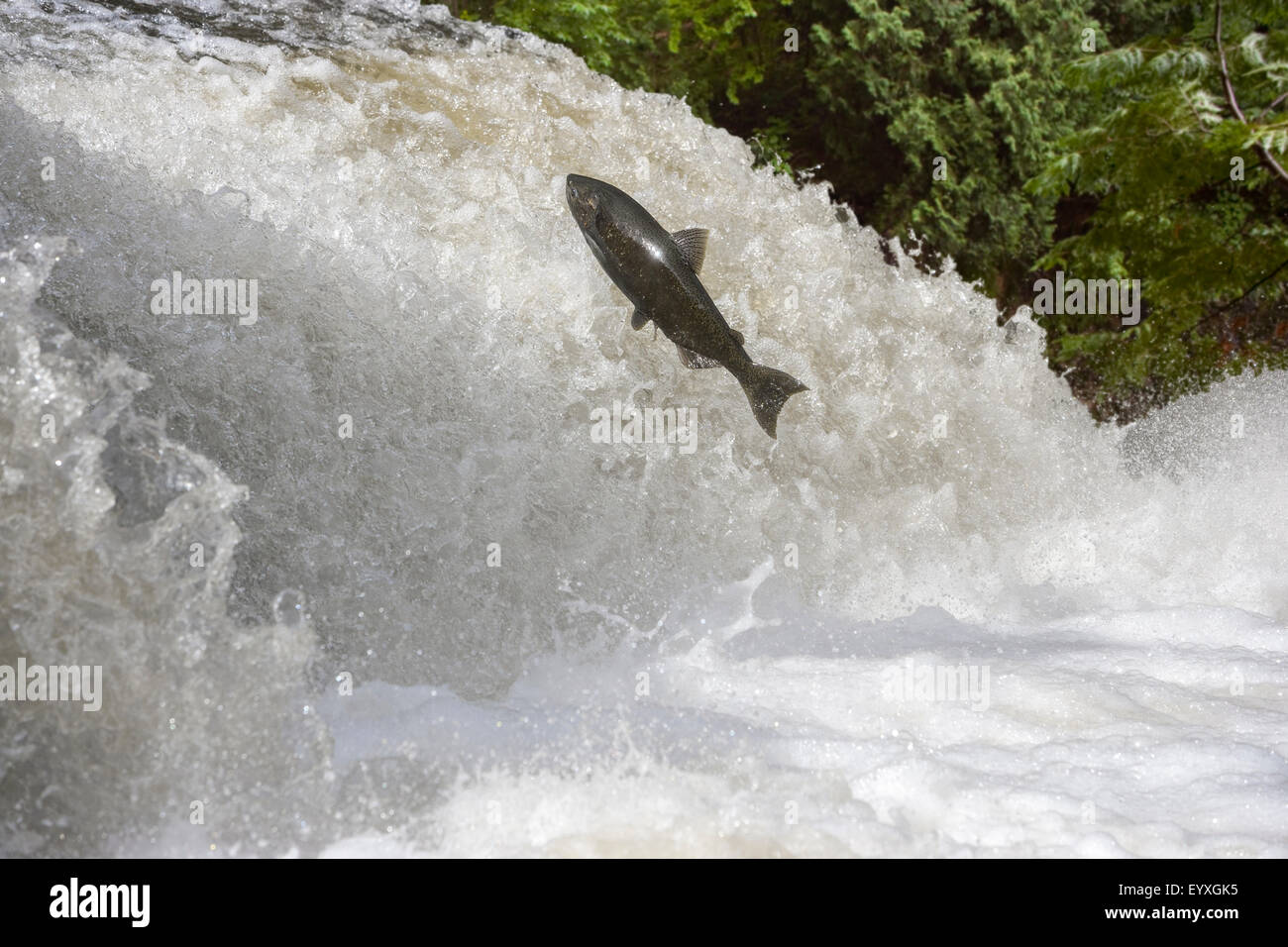 Chinook salmon jumping waterfall, Oncorhynchus tshawytscha, North America, Canada, Ontario Stock Photo