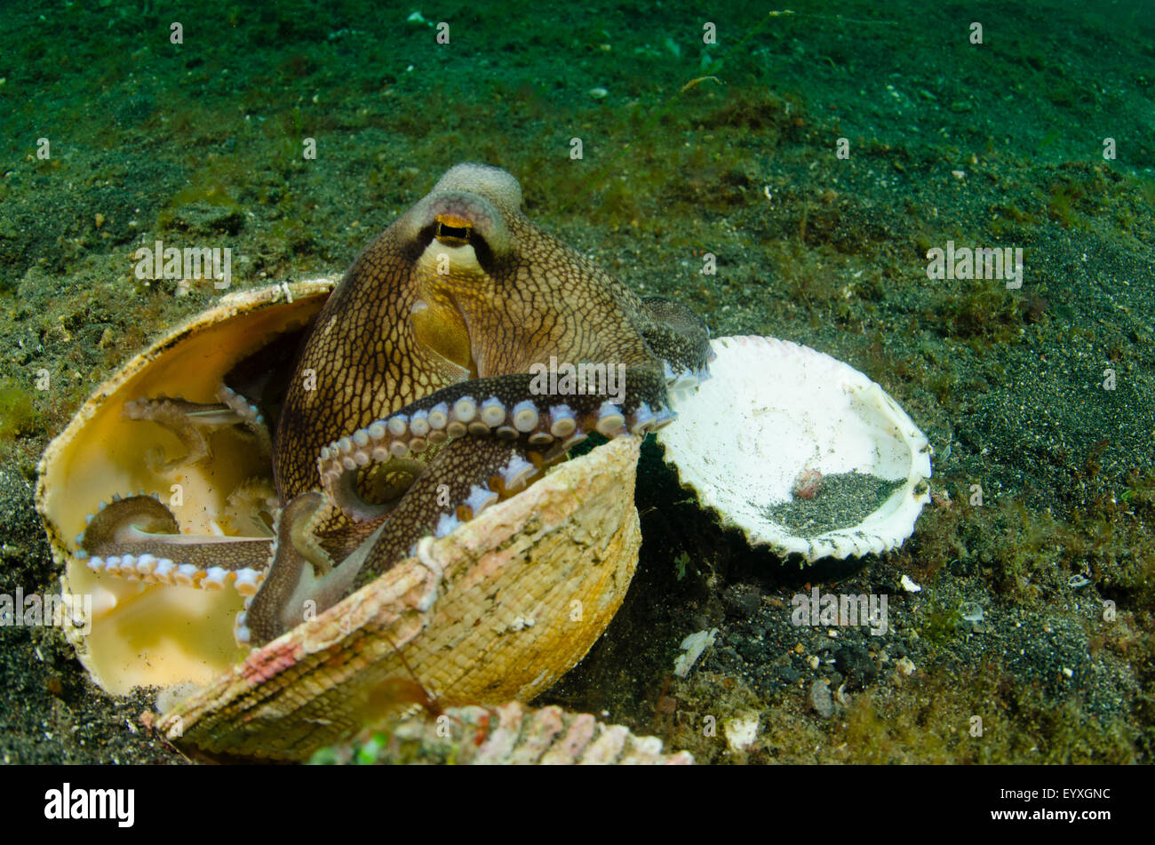 Coconut octopus and a collection of shells that it uses as a home, Amphioctopus marginatus, Lembeh Strait, North Sulawesi Stock Photo