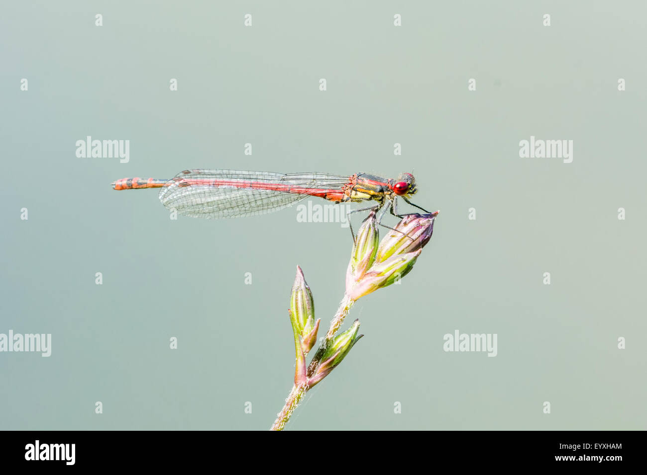 Red dragonfly sitting on a green blade of grass Stock Photo - Alamy