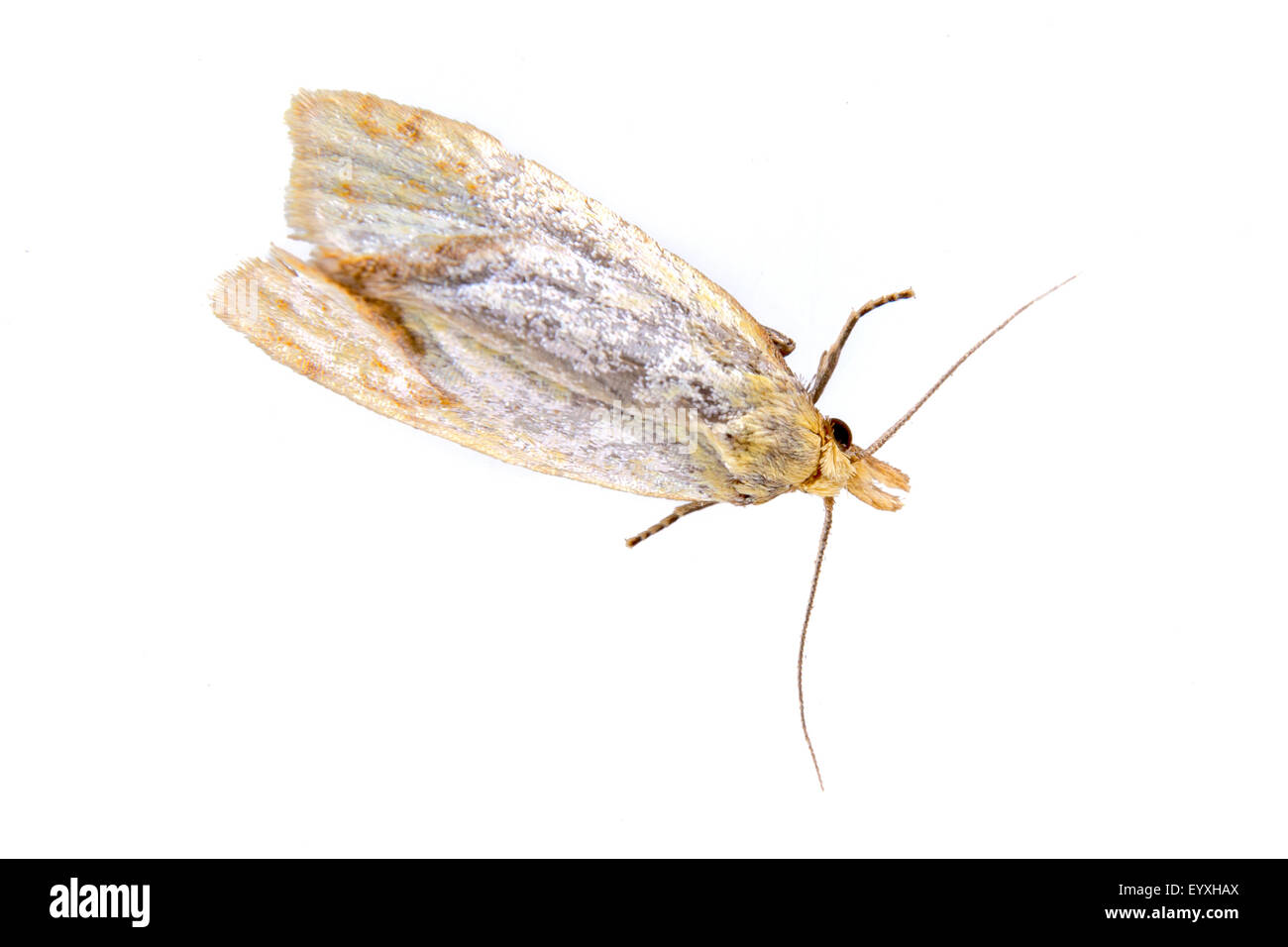 Grey moth isolated on a white background Stock Photo