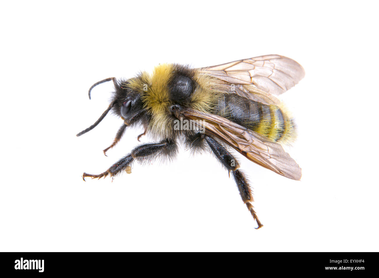 Bumble-bee isolated on a white background Stock Photo