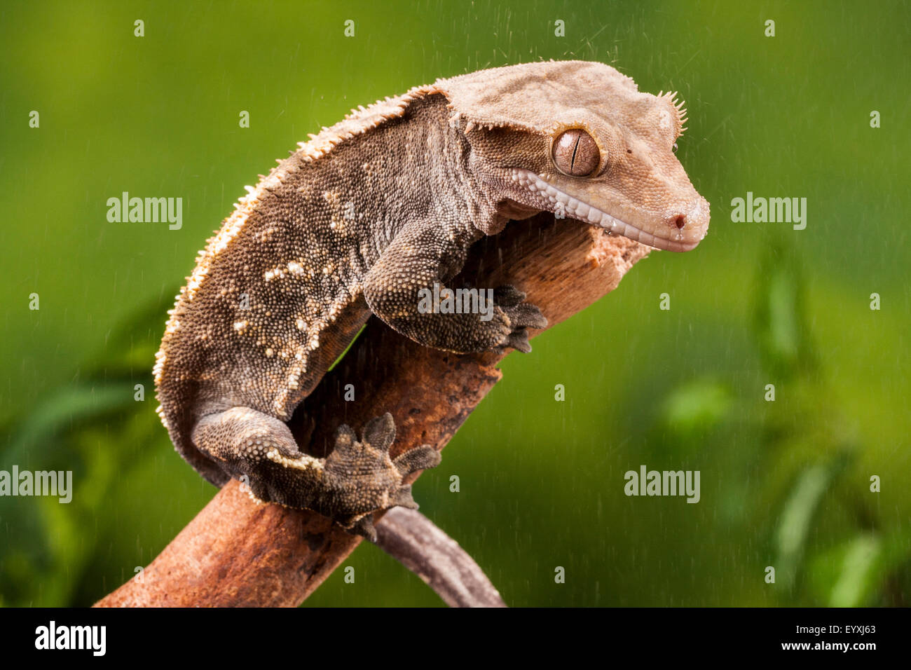 New Caledonian Crested Gecko, Correlophus ciliatus Stock Photo