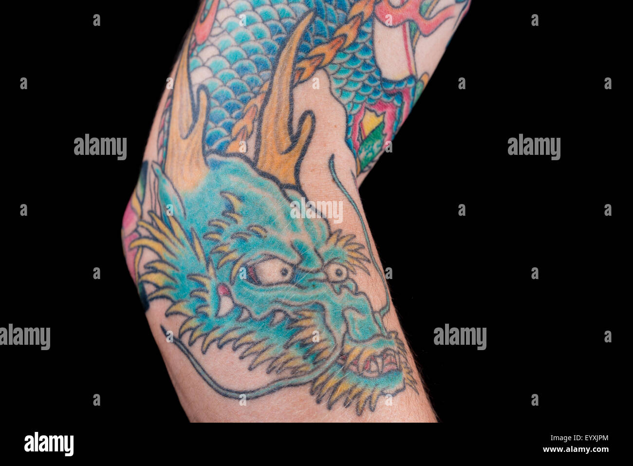 A detailed shot of a blue/green dragon tattoo in Japanese style on the forearm, elbow and bicep of a white male isolated on a bl Stock Photo