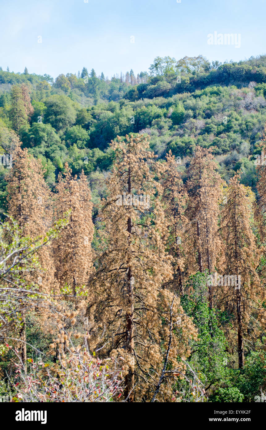 Pine trees killed by a beetle infestation have created a dangerous fire hazard in the Sierra Nevada Mointains, California Stock Photo