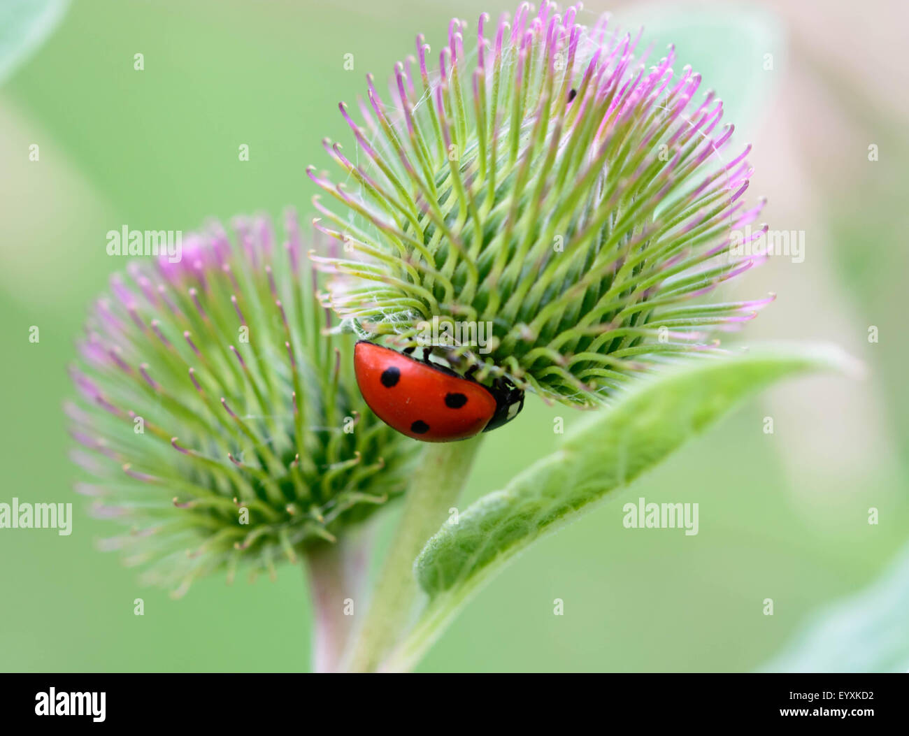 Ladybug hunting on a burdock Stock Photo Alamy