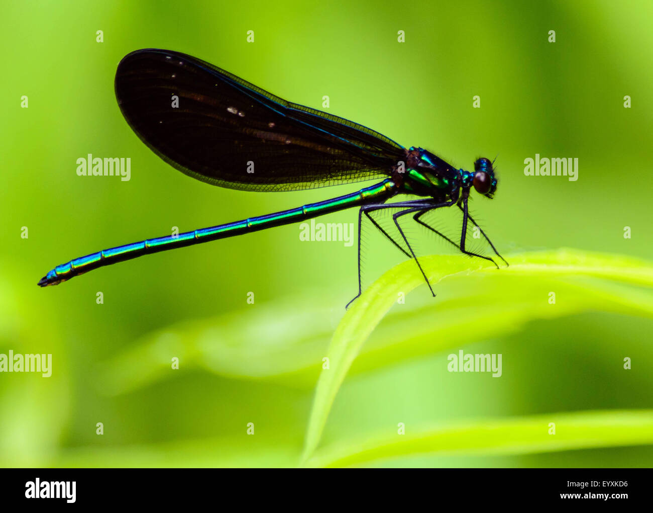 Ebony Jewelwing dragonfly on a blade of grass Stock Photo. 