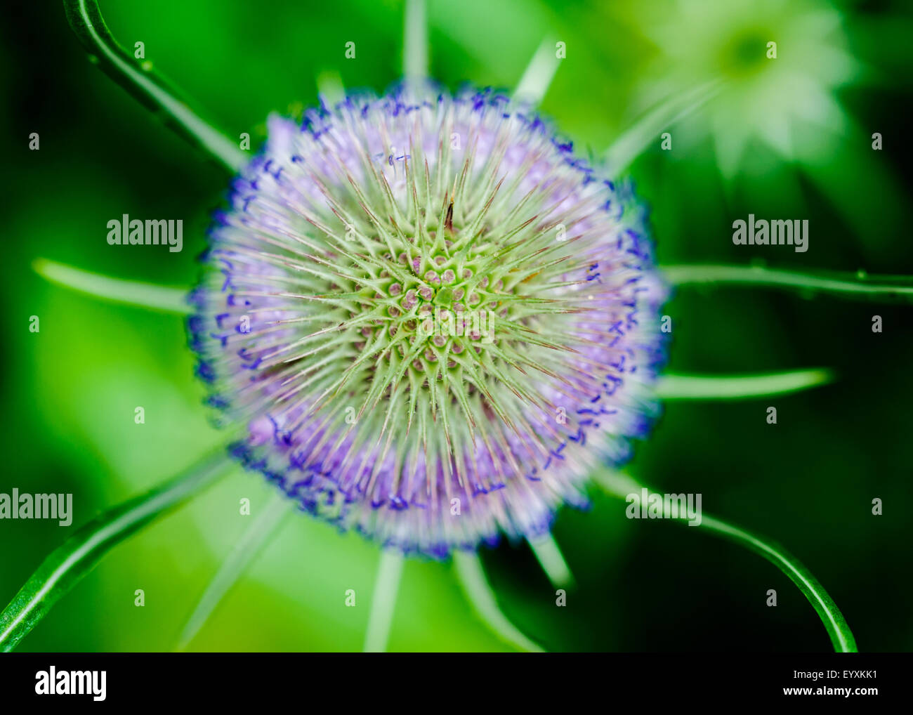 Close up of blooming Wild Teasel Stock Photo