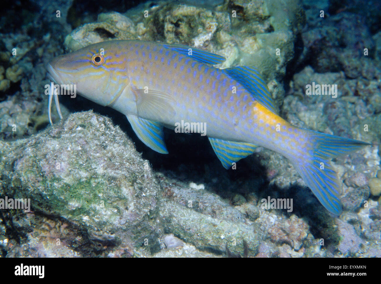 Goldsaddle Goatfish (Parupeneus cyclostomus) Stock Photo