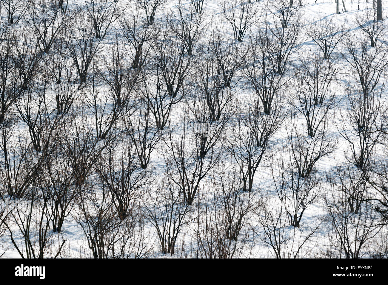 Hazelnut tree hires stock photography and images Alamy