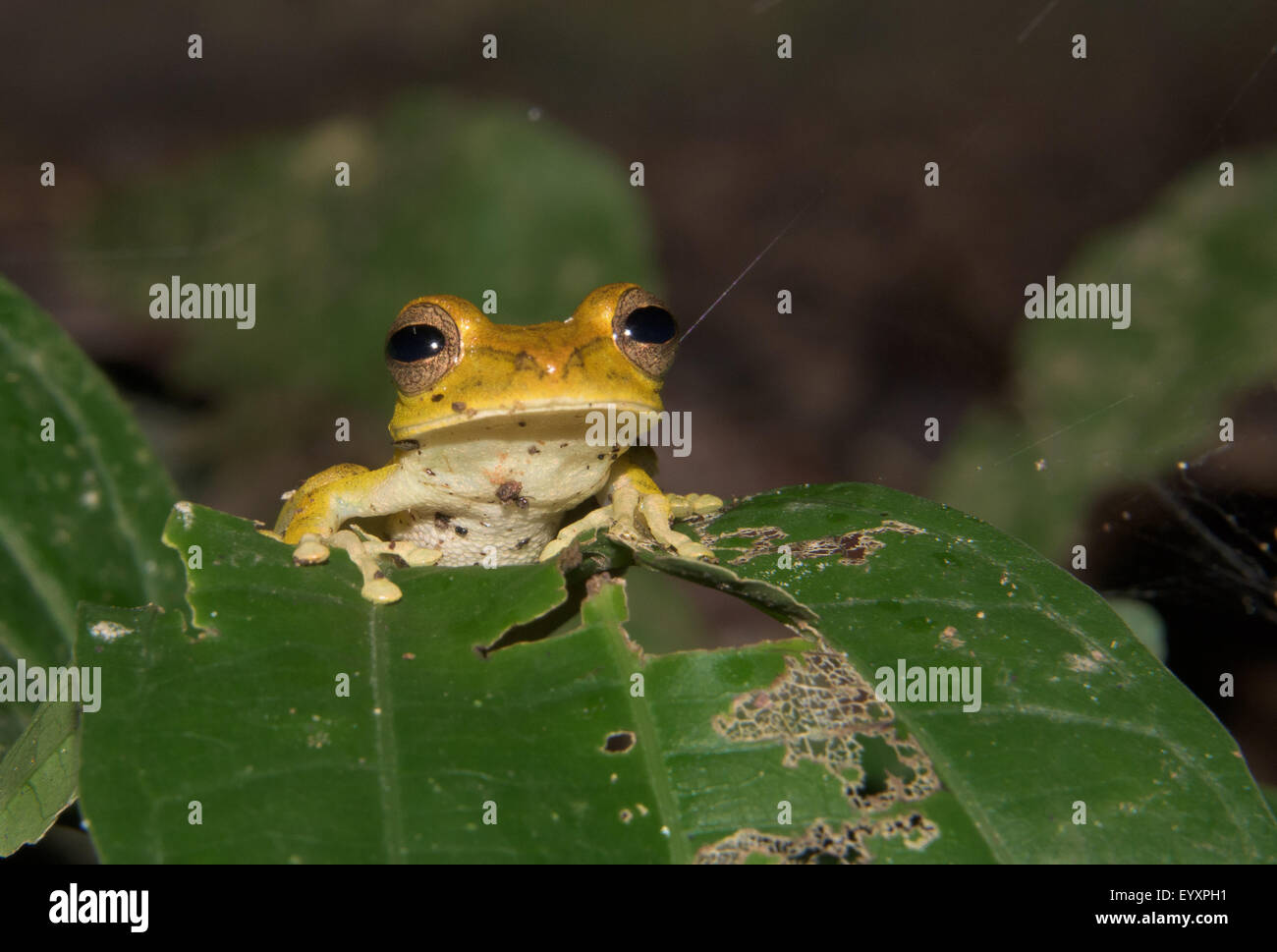 Convict Tree Frog (Hypsiboas calcaratus) Stock Photo