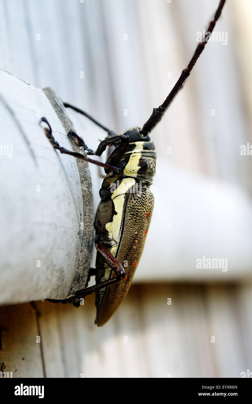 Fig tree borer hires stock photography and images Alamy