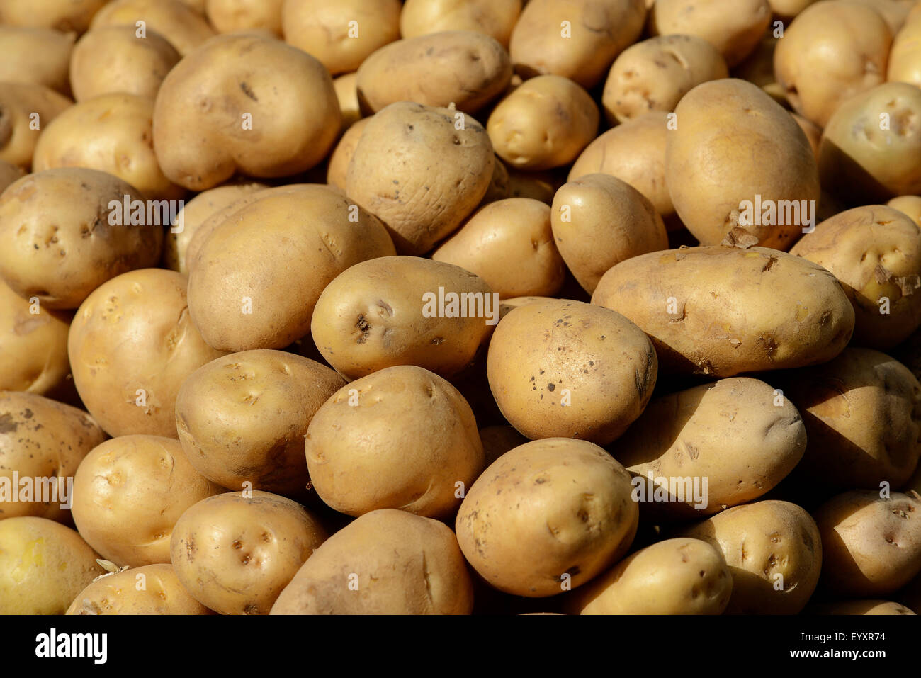 Stacked potato . Stock Photo