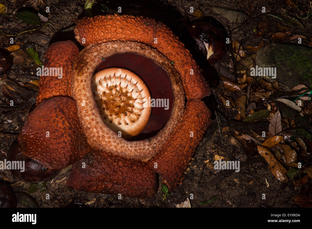 The biggest flower in the world the Rafflesia flower, is a parasitic