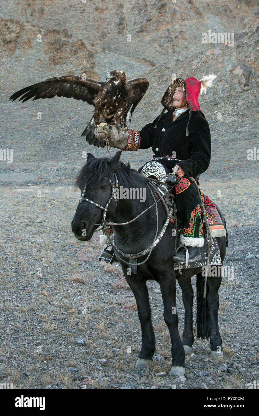 Kazakh eagle hunter with his un-hooded golden eagle held high #2, on the steppes of Western Mongolia, west of Olgii Stock Photo