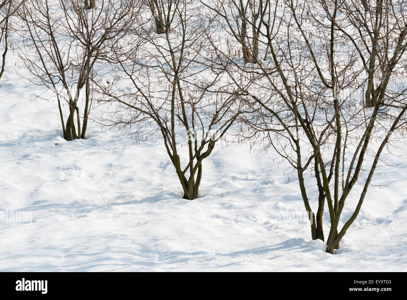 Hazelnut tree hires stock photography and images Alamy