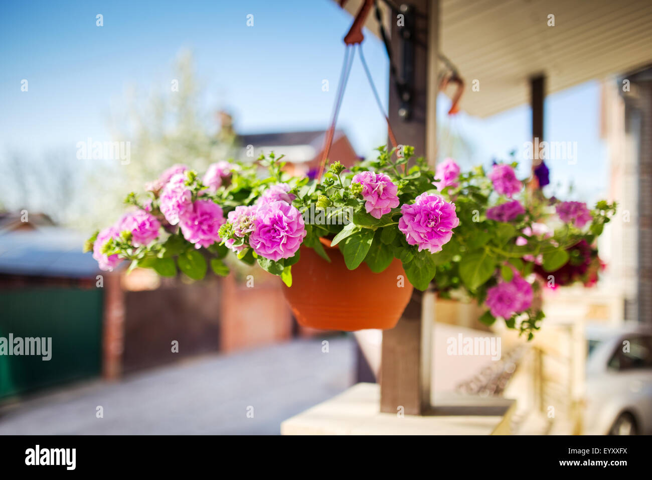 Flower pot dangling from the roof of the house Stock Photo