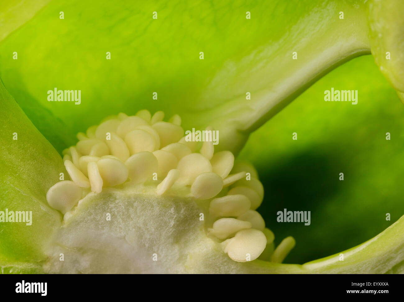 Seeds Of Green Bell Pepper Stock Photo