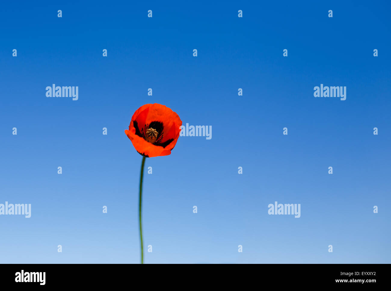 Red poppy against blue sky Stock Photo - Alamy