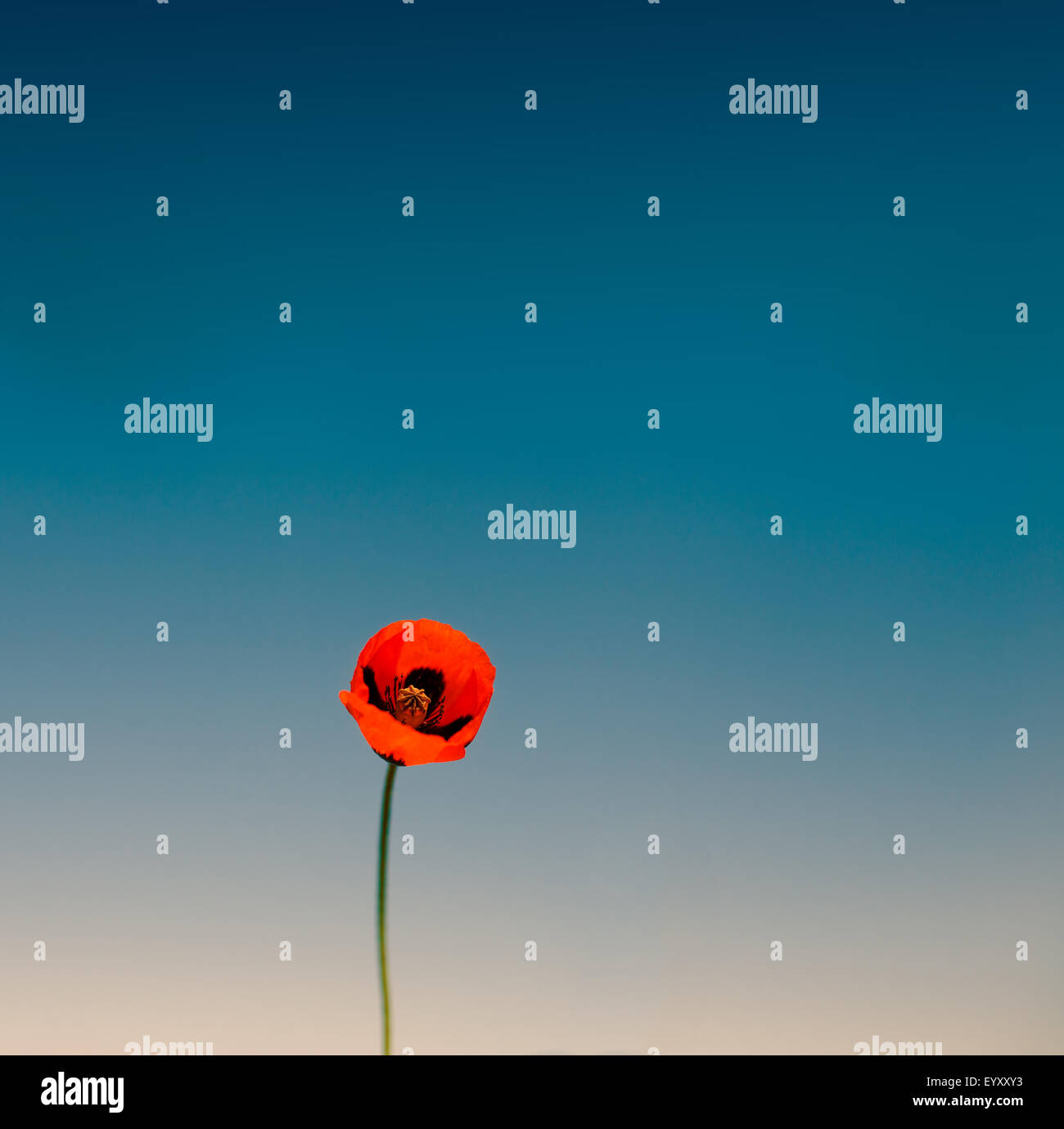 Red poppy against blue sky, tinted photo Stock Photo