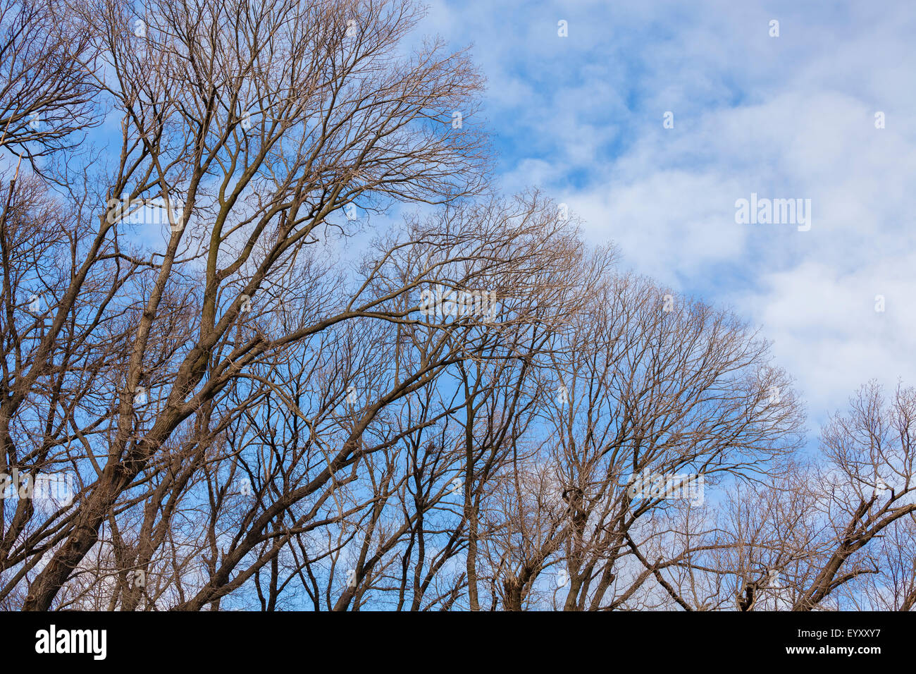 Winter tree Stock Photo