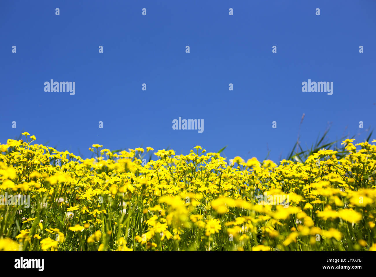 Wild yellow flowers and blue sky, shallow deep of field Stock Photo