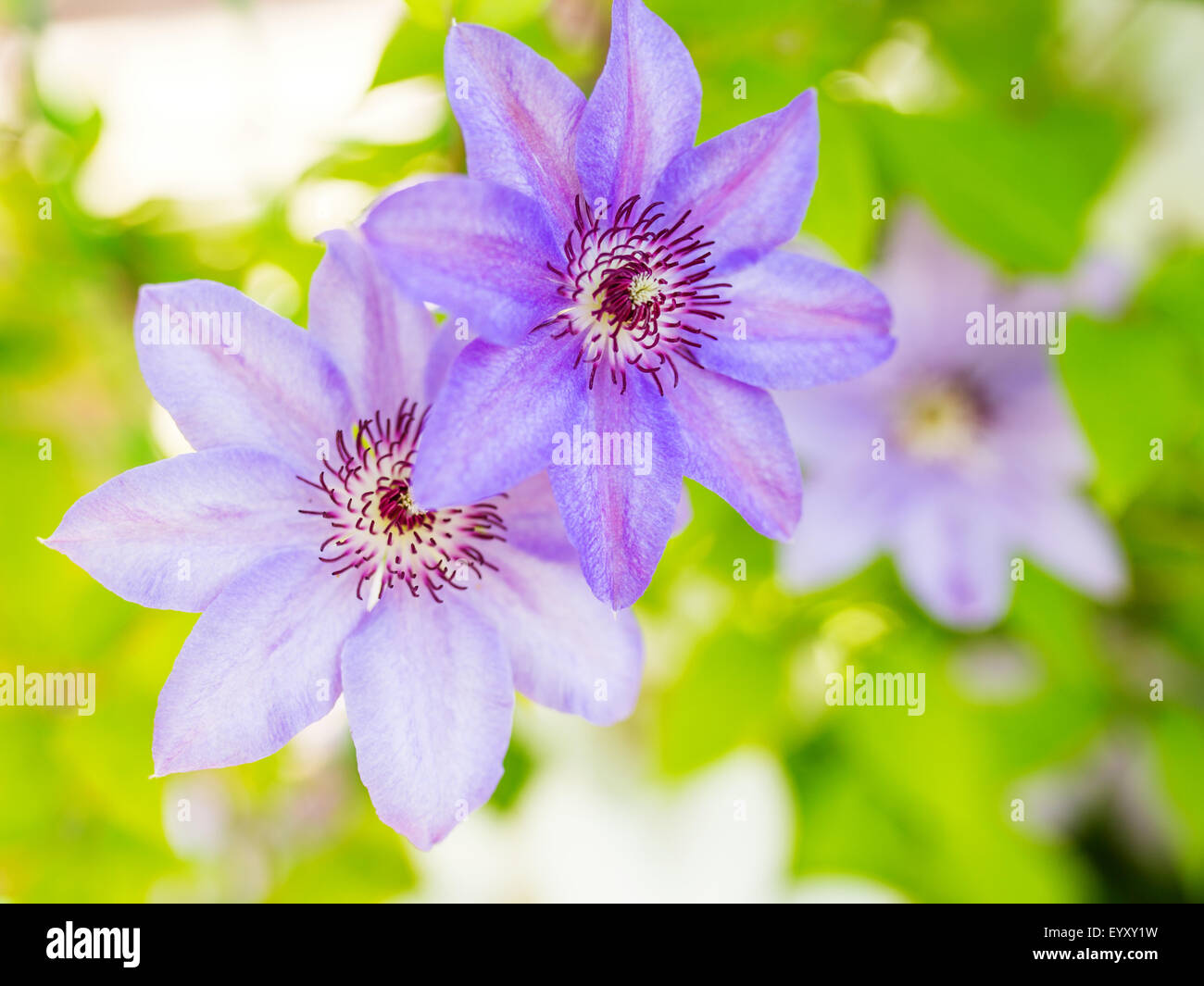 Clematis flowers in the garden, close up photo Stock Photo Alamy