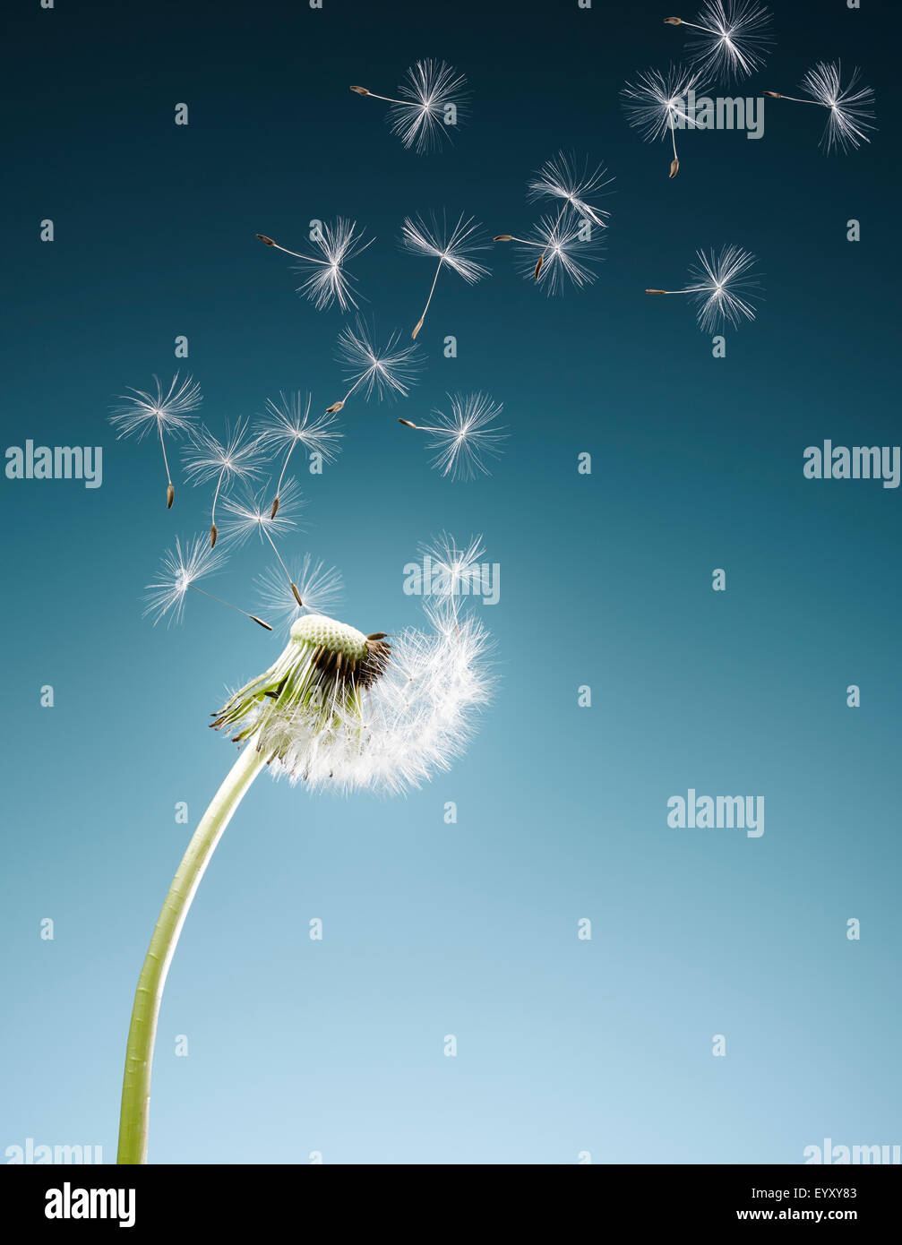 Dandelion seeds blowing on blue background Stock Photo