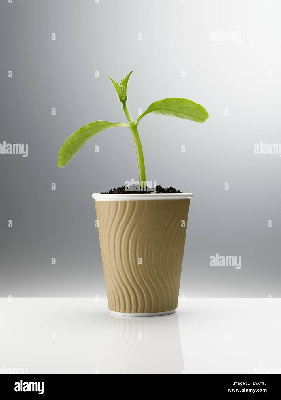 Coffee plant cup hires stock photography and images Alamy