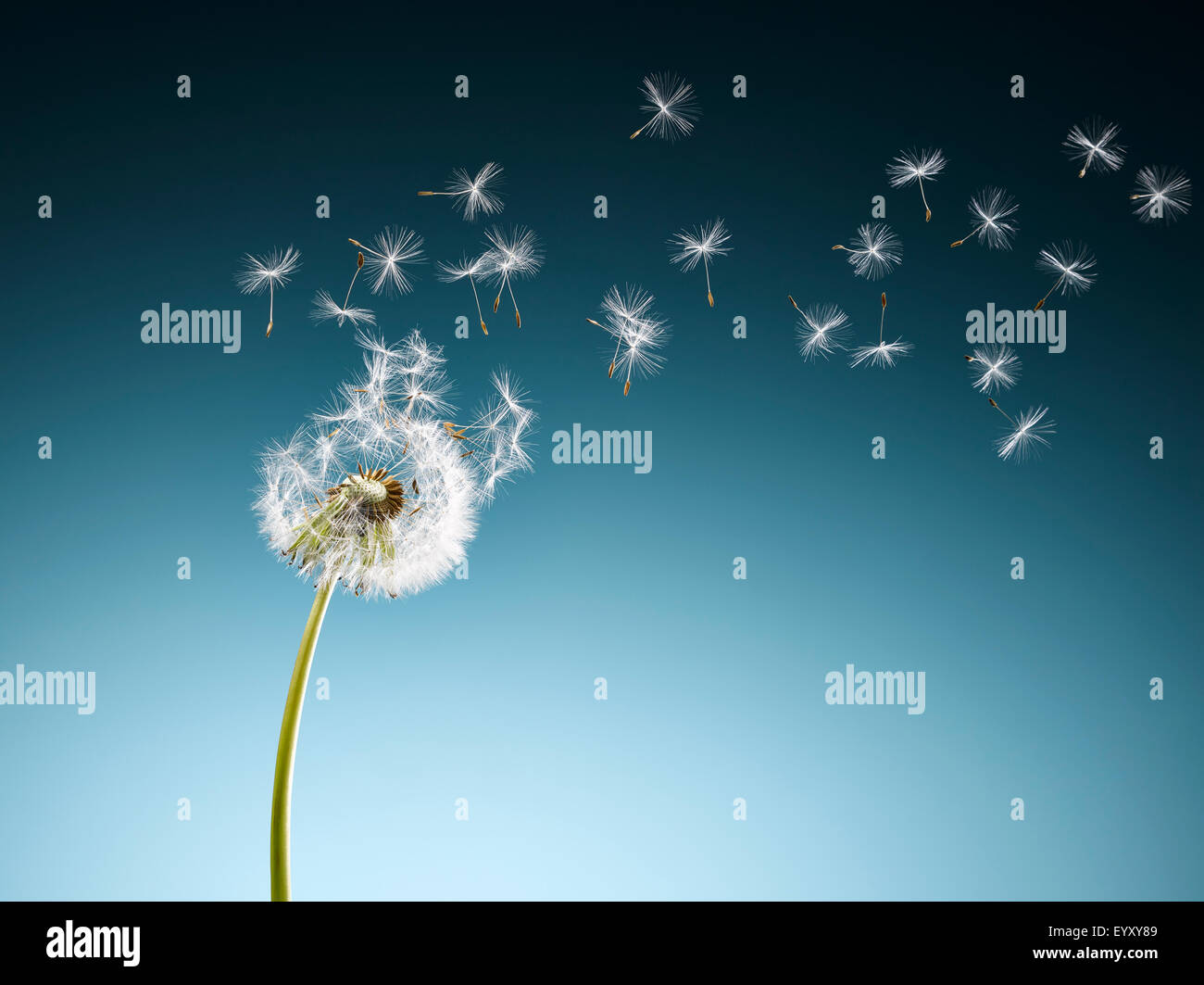 Dandelion seeds blowing on blue background Stock Photo