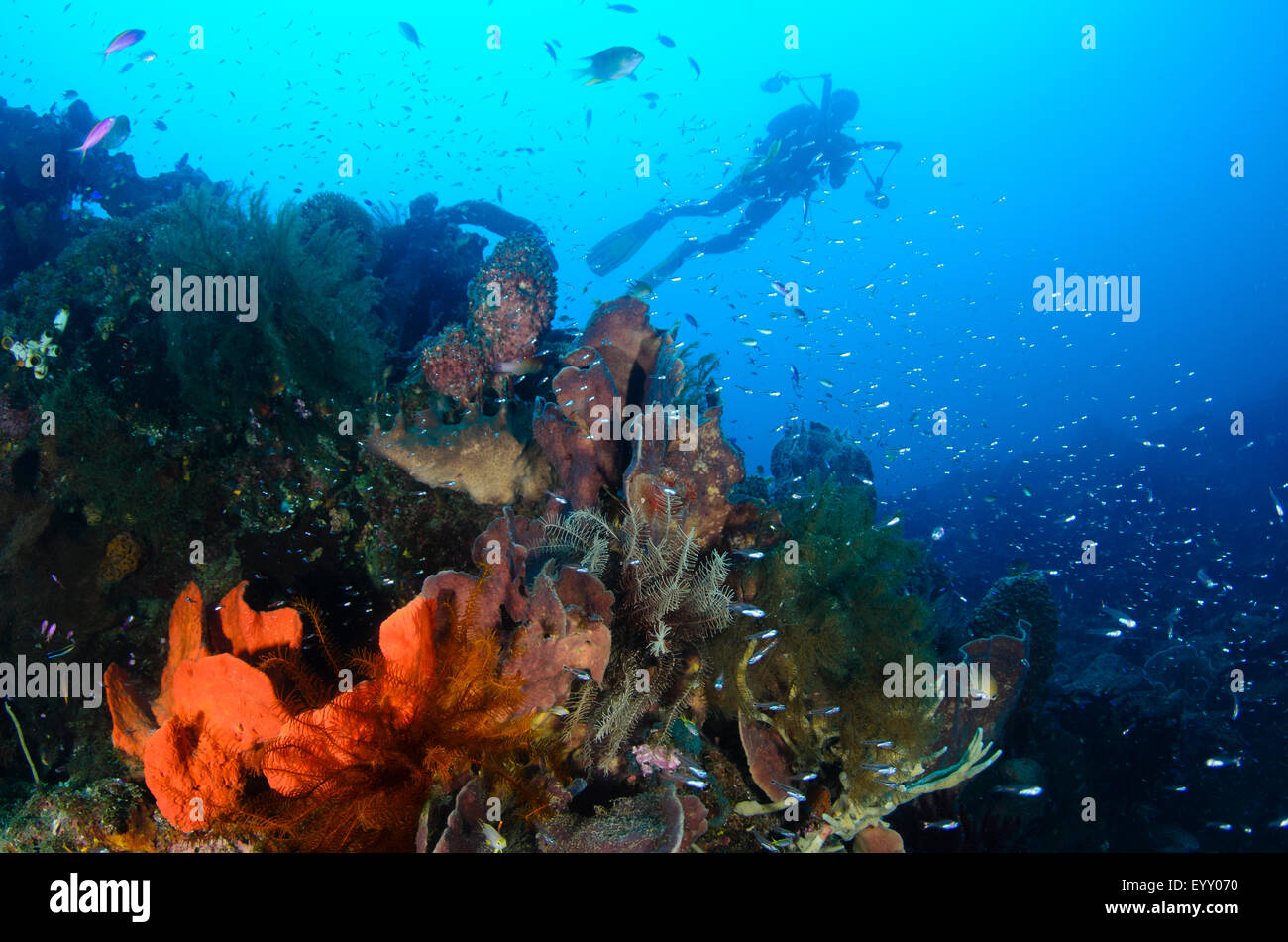A diving photographer silhouetted in the background of a coral reef scene, Parigi Moutong, Central Sulawesi, Indonesia, Pacific Stock Photo