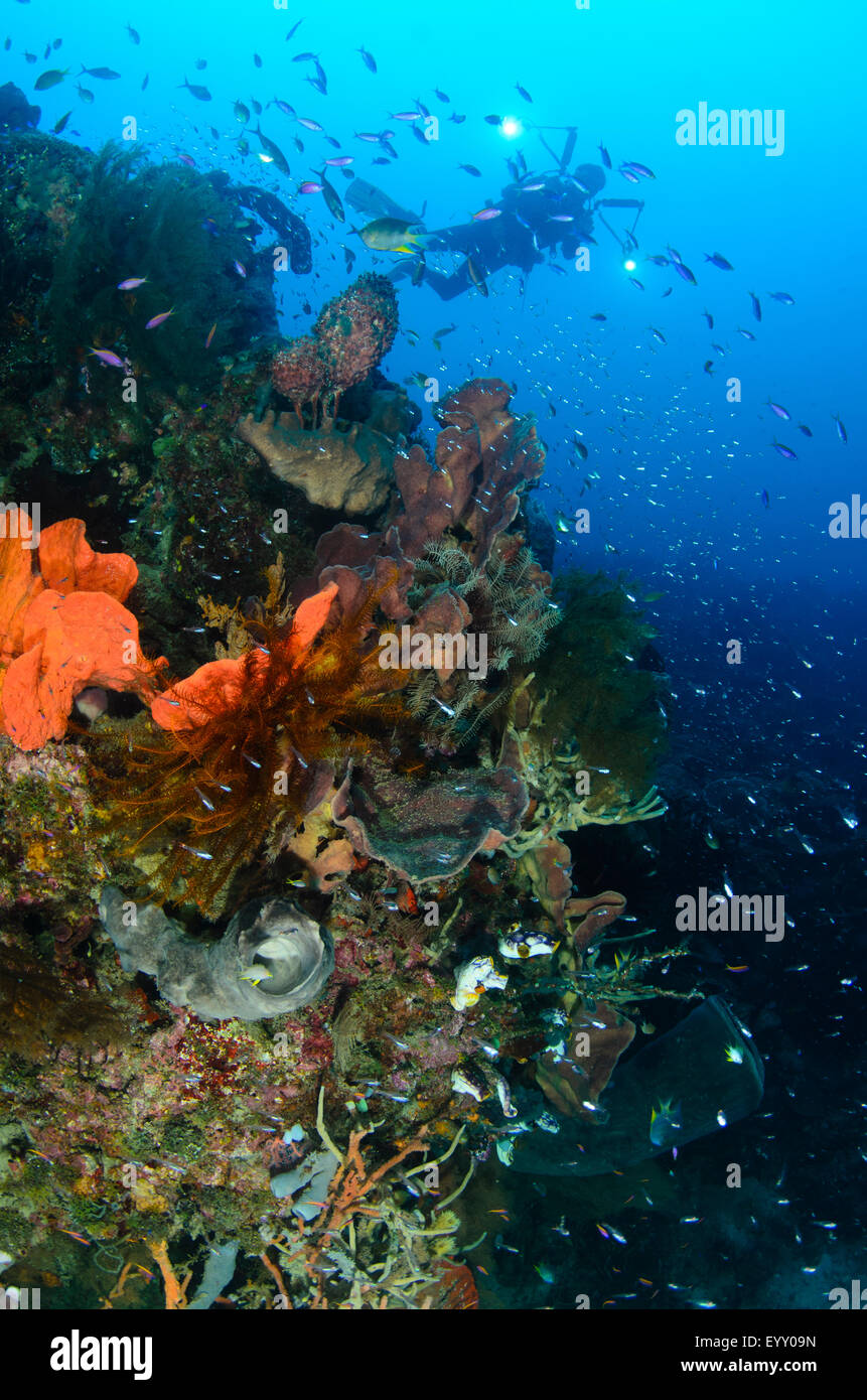 A diving photographer silhouetted in the background of a coral reef scene, Parigi Moutong, Central Sulawesi, Indonesia, Pacific Stock Photo