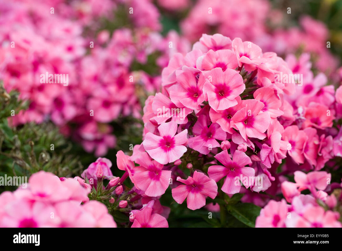 Phlox Light Pink Flame 'Bareleven' flowers. Stock Photo