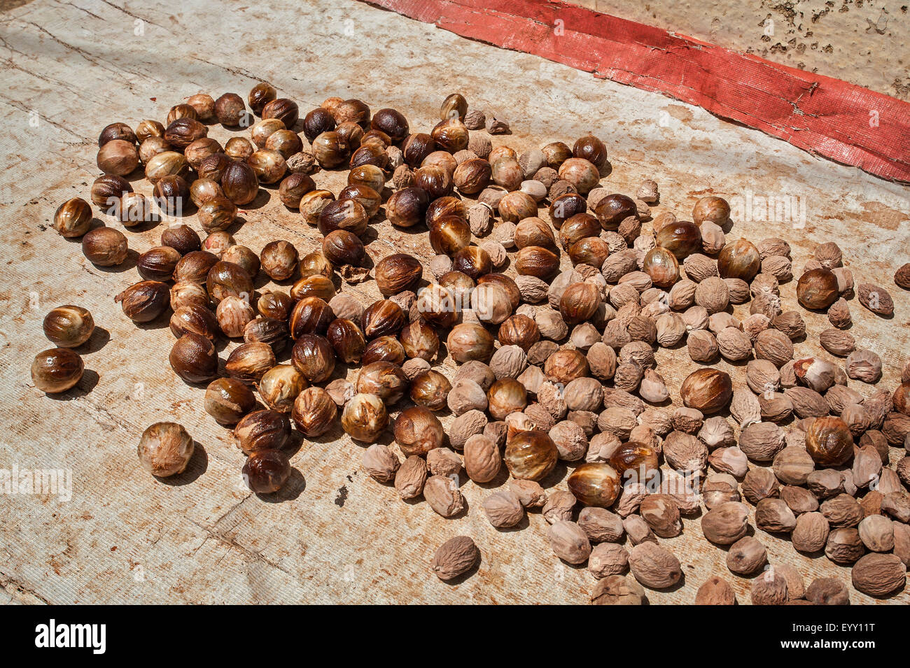 Nutmegs, Lonthor, Banda, Moluccas, Indonesia Stock Photo