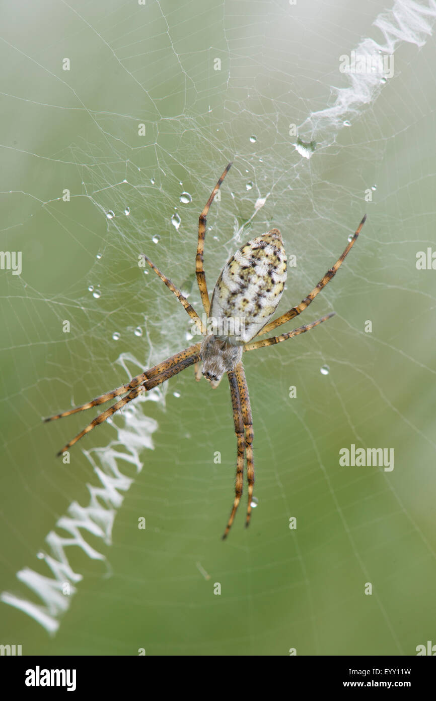Wasp Spider (Argiope bruennichi), young, Emsland, Lower Saxony, Germany Stock Photo