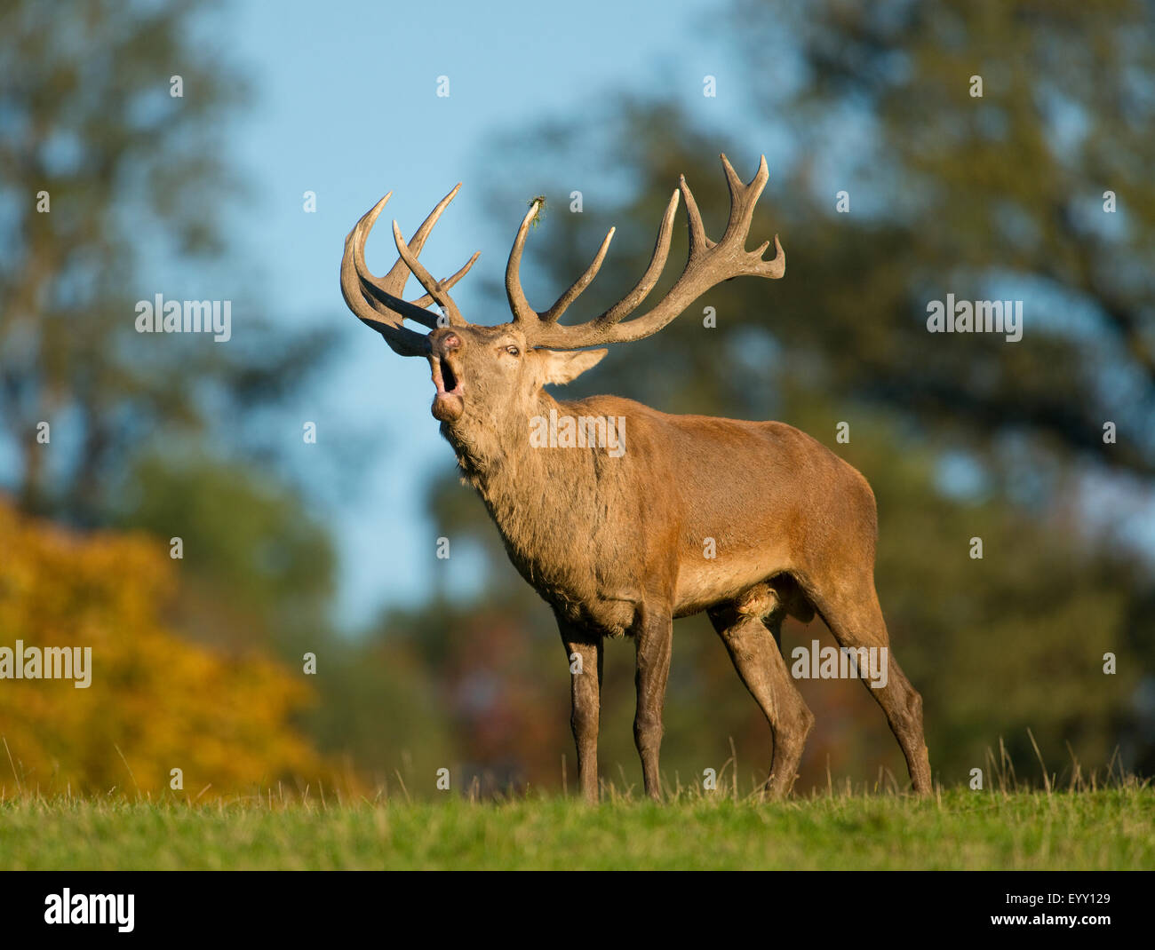 Red Deer (Cervus elaphus) bellowing during rutting season, captive, Lower Saxony, Germany Stock Photo