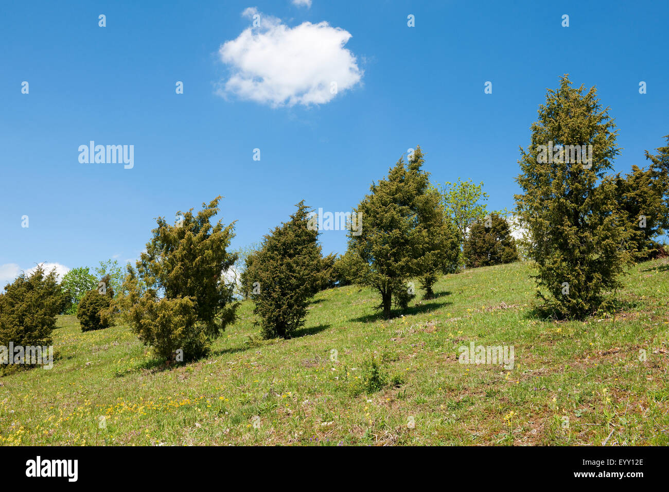 Juniper heathland, Common Juniper (Juniperus communis), near Craula, Thuringia, Germany Stock Photo