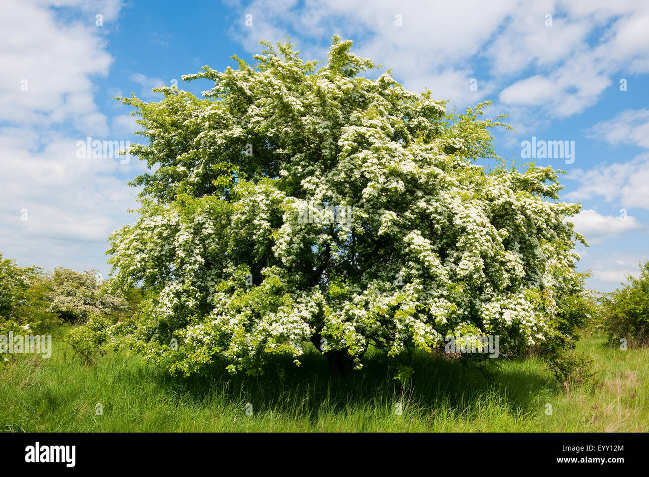 Common Hawthorn (Crataegus monogyna), flowering, Thuringia, Germany Stock Photo