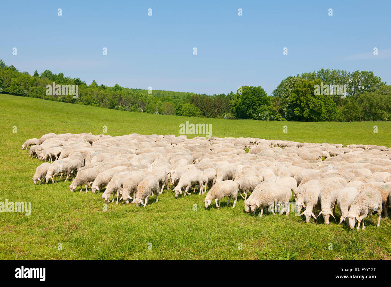 A flock of domestic sheep at the Hainich National Park, Thuringia, Germany Stock Photo